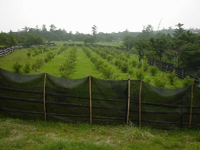 Blueberry Field